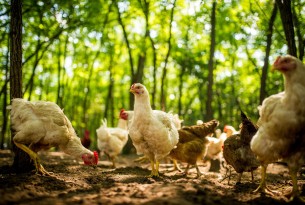 Free range chickens on a traditional poultry farm.