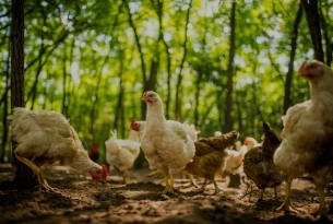 Chickens in an outdoor free-range farm