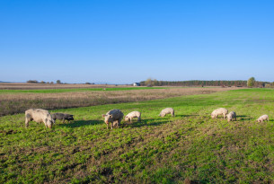 Pigs outside grazing grass at a high-welfare farm