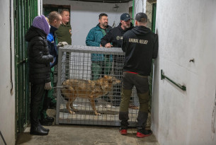 Ukraine rescue operations continue – bear and wolf taken to safe haven in Romania