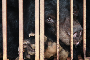 A bear kept in a cage for the cruel bear bile industry.