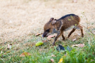 A baby peccary