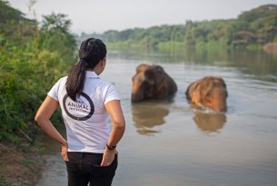 World Animal Protection staff member with elephants in the background