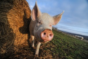 A pig on a high welfare farm