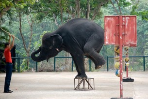 An elephant is forced to balance on a stool in a performance.