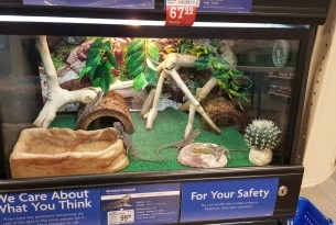 Pictured: A bearded dragon display at PetSmart labelled as a beginner pet.