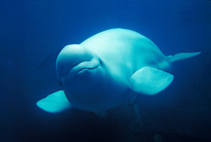 A beluga whale in the wild