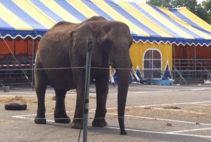 Safe at long last: former circus elephants get a new home