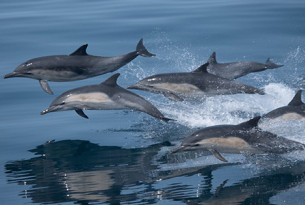 Dolphins swim and jump across the waves in the Santa Barbara Channel Whale Heritage Area in the USA