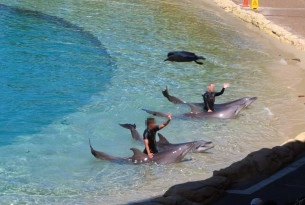 Dolphins performing at Sea World, Australia - World Animal Protection