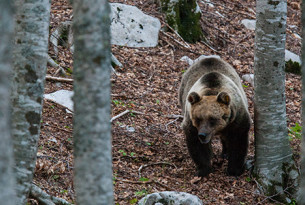 A bear wanders through the trees in the Apennines Marsican Bear Heritage Area in Italy.