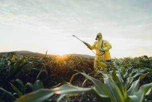 person spraying pesticides on corn crops