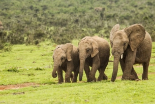 African elephants walking together
