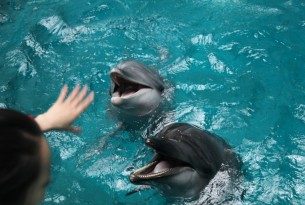 Hand reaching out to dolphins in captivity - World Animal Protection - Wildlife. Not entertainers