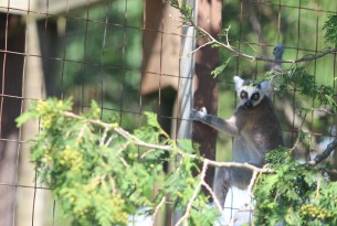 A lemur in a Canadian roadside zoo