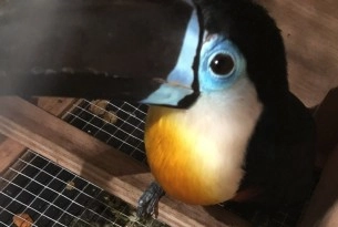 Pictured: One of the five Channel Billed Toucans found in the shipment at Vancouver International Airport.