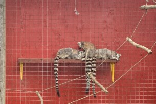 Lemurs at a roadside zoo
