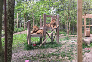 Two lions sit on a structure in a small enclosure in a roadside zoo in Ontario. 