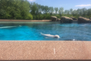 A beluga whale in a small tank at MarineLand in Ontario