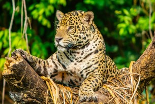 A jaguar in the wild