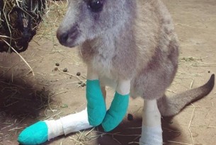 Baby joey after Australian bushfires