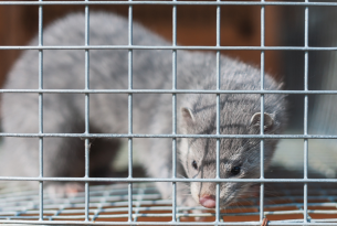 A mink in a small cage