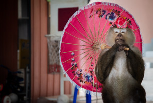 Monkey at cruel venue holding pink umbrella. Amy Jones / Moving Animals