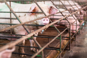 Pig looking through cage on factory farm - World Animal Protection - Animals in farming