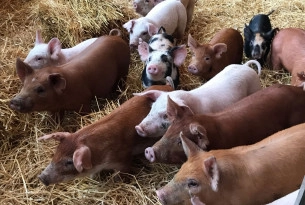 Pigs at a high welfare farm in the US - World Animal Protection