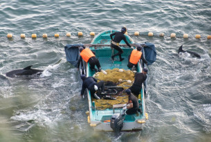 Taiji dolphin hunts