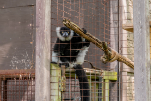 A captive monkey in a roadside zoo