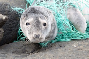 Seal tangled in ghost gear - World Animal Protection - Animals in the wild