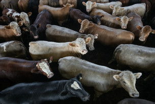 A group of cows heavily stocked at a feed lot