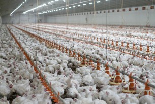 Chickens in a factory farm