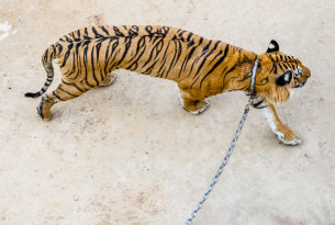 Tiger on a chain