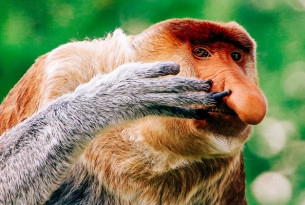 WAP-proboscis-monkey-homepage-landing-page-mobile-600x400