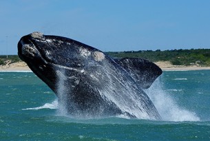A whale breaches the waters in Algoa Bay, South Africa.