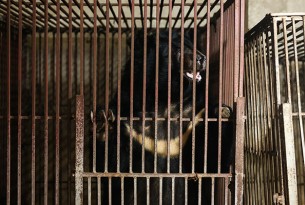 Bear bile wildlife not medicine