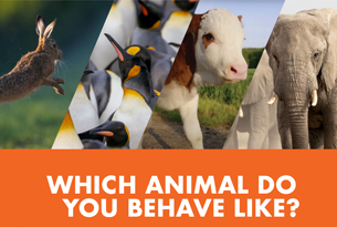 Which animal do you behave like?