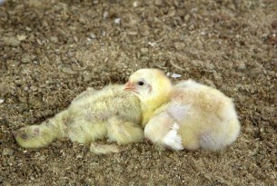 Chicks in an industrial farm