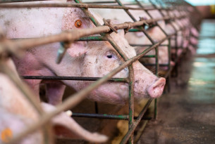 Use of antibiotics in farmed animals