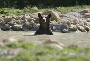 Bears at Zarnesti Sanctuary, Romania.