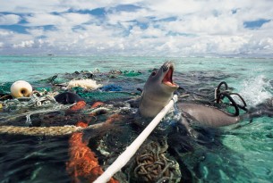Monk seal is caught in abandoned fishing tackle, Pacific Ocean