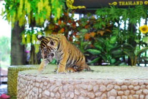 A tiger cub is chained for tourists to take photos with him.