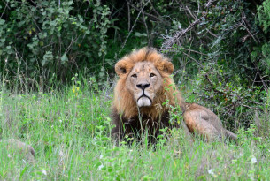 A male lion in the wild sits in long grass