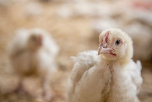 Over half a million people demand KFC does better for chickens
