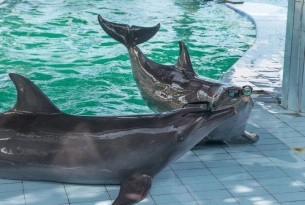 Unnatural behaviour captive dolphins exhibit