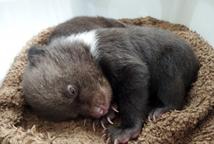 Abandoned bear cubs given a new home