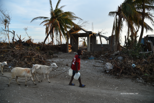 What we're doing to help animals in Haiti