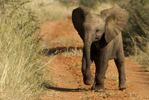 More than 100 travel companies commit to be elephant-friendly
